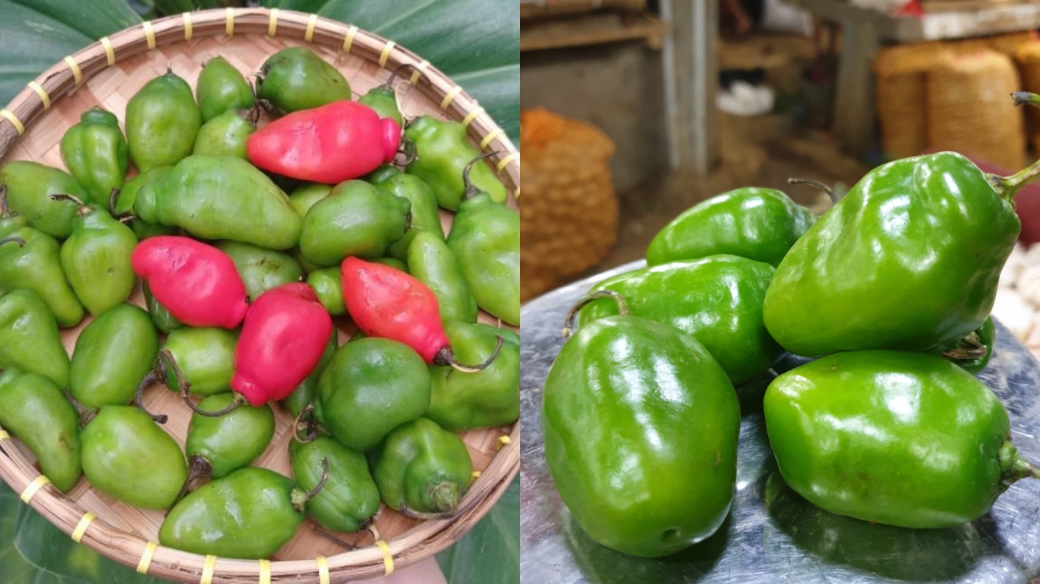 Membantu Menurunkan Berat Badan Inilah Manfaat Cabe Gendut Yang Jarang Diketahui! 