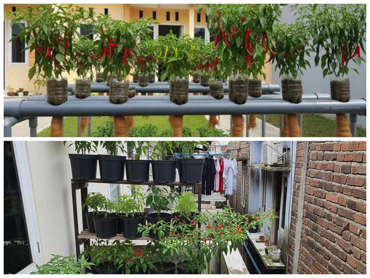 Rumah Sempit Bukan Halangan! Cara Membuat Kebun Cabai Rawit Mini agar Tetap Bisa Panen