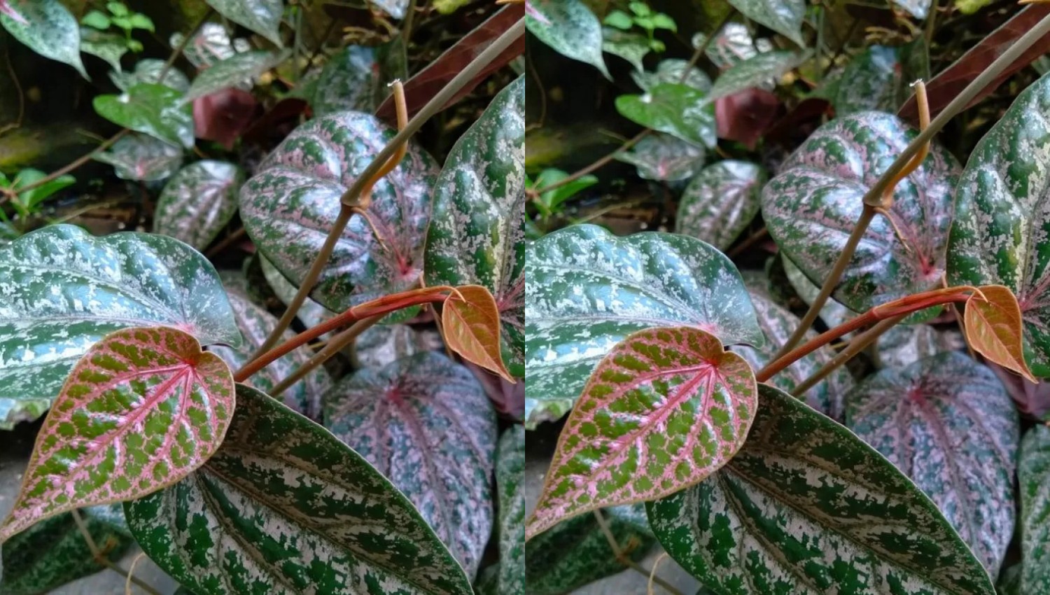 Daun Sirih Merah Obat Alami untuk Kolesterol dan Asam Urat, Begini Cara Merebusnya!