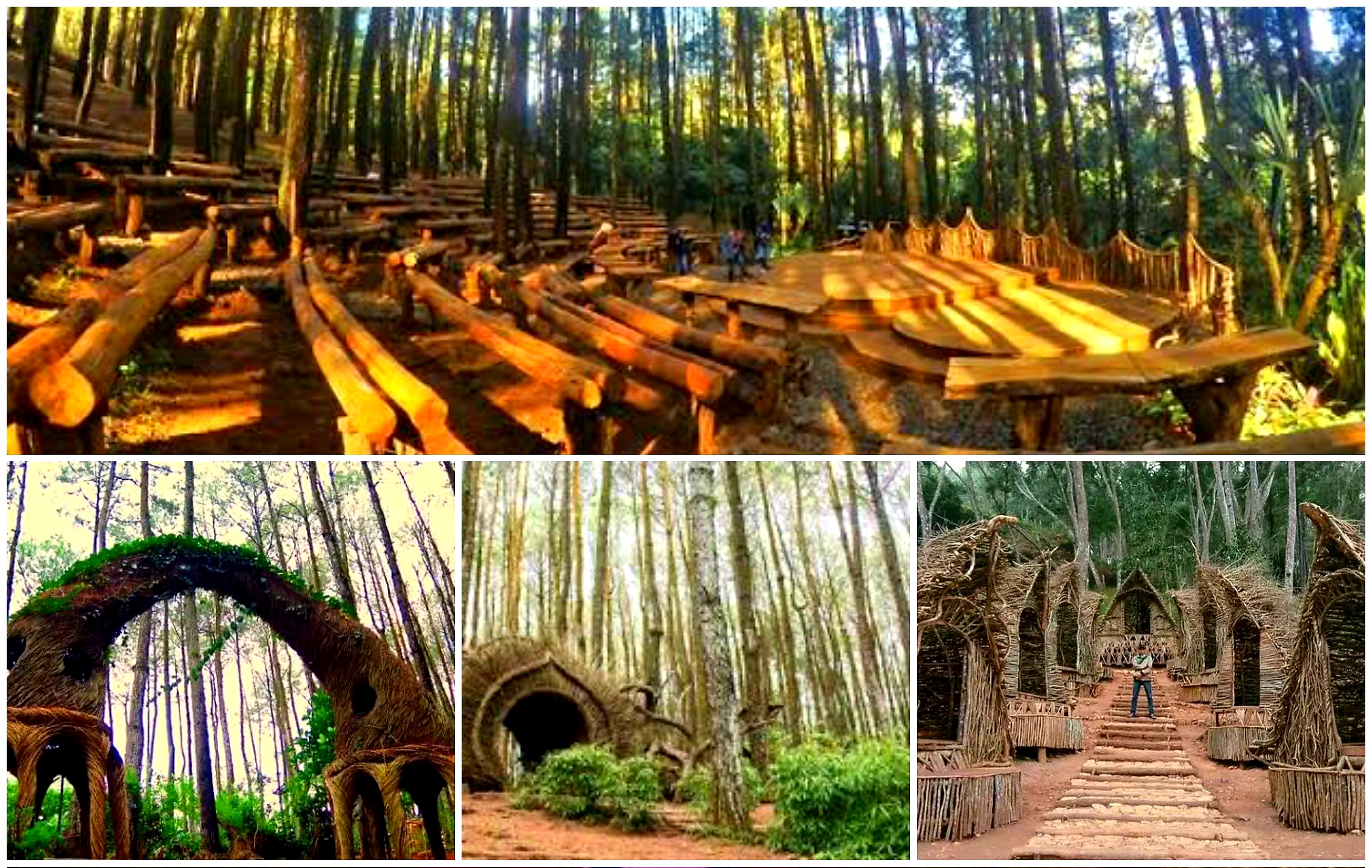 Tertarik Berwisata ke Hutan Pinus Yogyakarta? Catat Ini 6 Lokasinya!