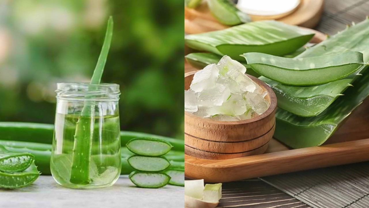 Wajib Diketahui! Fakta Menarik Penggunaan Lidah Buaya, untuk Asam Lambung