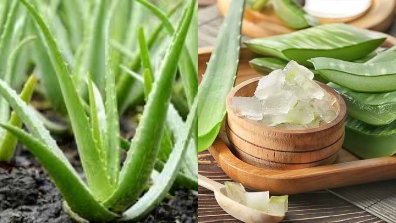 Manfaat Lidah Buaya untuk Kesehatan, Kulit Glowing dan Tubuh Lebih Sehat!