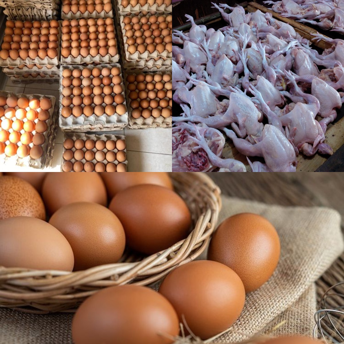 Harga Telur dan Daging Ayam Melonjak Jelang Ramadan, Pola Tahunan atau Akibat Ketidakseimbangan Infrastruktur?