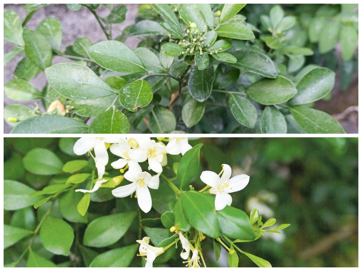 Daun Kemuning untuk Kesehatan: Khasiatnya dalam Mengatasi Rematik dan Masalah Tubuh Lainnya