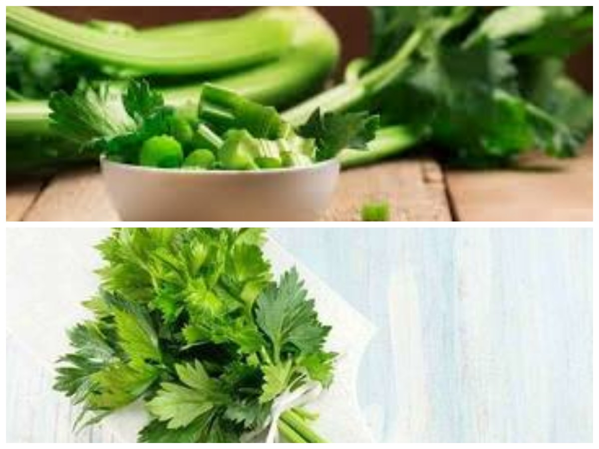 Catat! Inilah Manfaat Dari Daun Seledri untuk Kesehatan Ginjal
