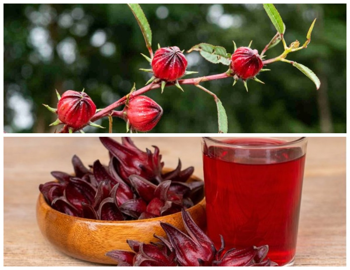 Manfaat Bunga Rosella untuk Kesehatan dan Kecantikan: 10 Khasiat yang Wajib Diketahui!