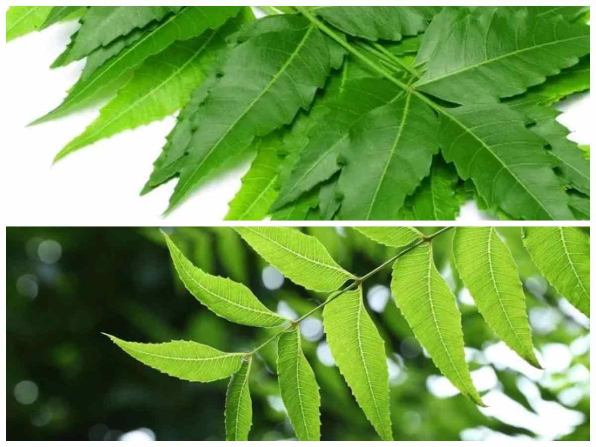 Manfaat Daun Mimba yang Wajib Diketahui untuk Menunjang Kesehatan