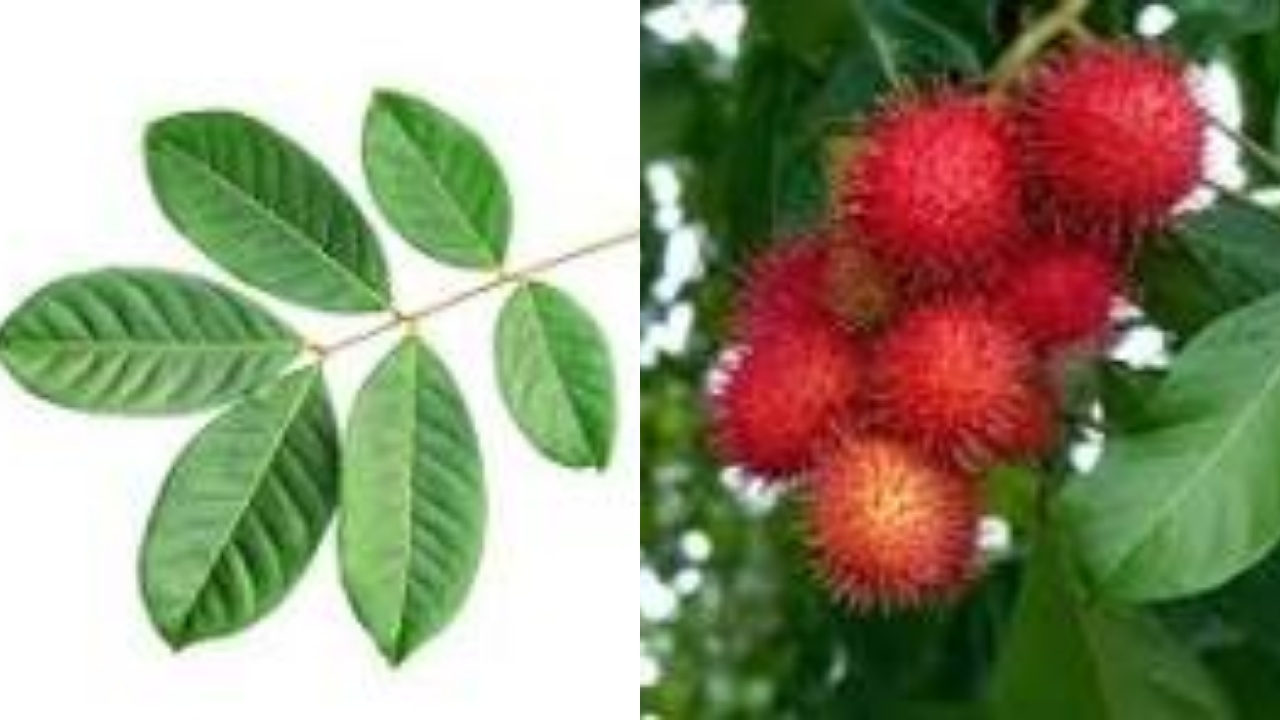  Jarang Diketahui Inilah Manfaat Daun Rambutan Untuk Kesehatan Tubuh Yang Luar Biasa!!