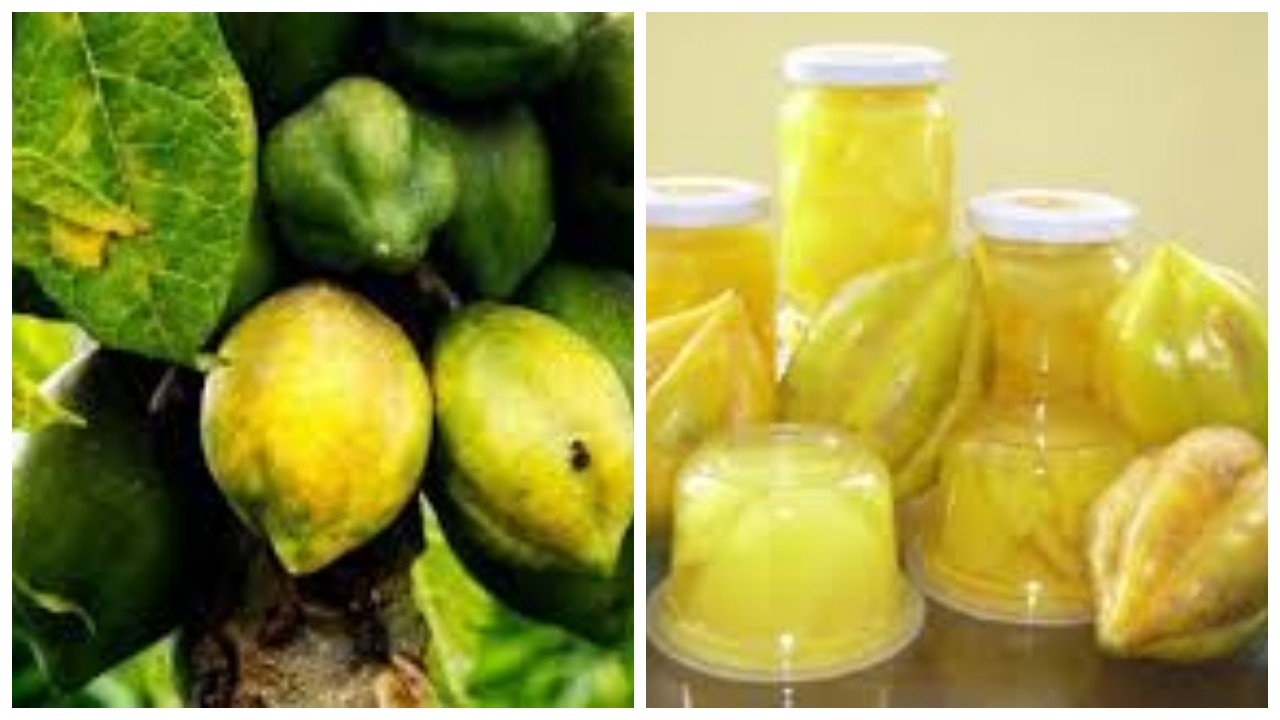 Manfaat Buah Carica yang Perlu Diketahui