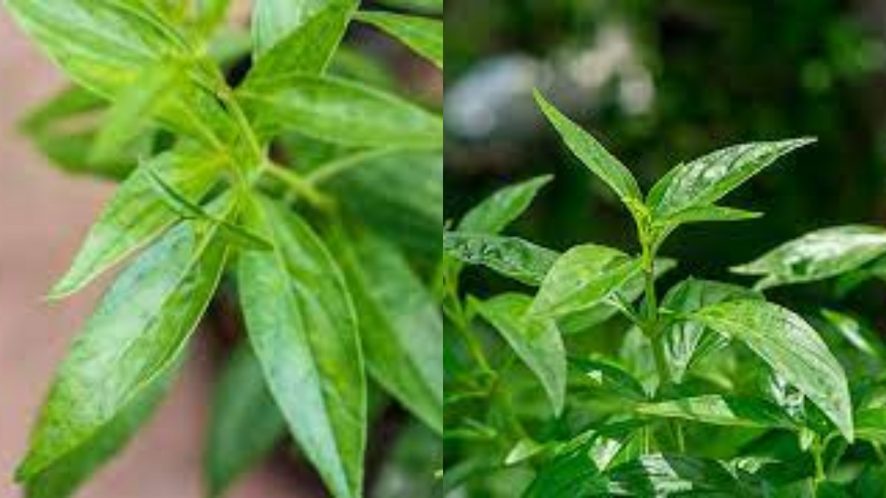 Jarang Diketahui Inilah 8 Manfaat Daun Sambiloto Untuk Kesehatan!