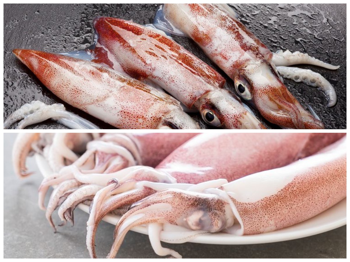 Mengungkap Khasiat dan Risiko Cumi-Cumi: Fakta Penting untuk Kesehatan