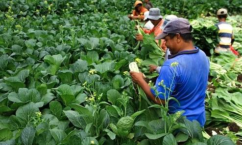 Mandiri Hasilkan Sayuran, KWT Ajak Produktif Penuhi Pangan Keluarga