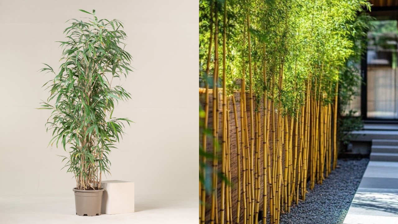 Jenis-Jenis Bambu Hias yang Cocok untuk Lingkungan Rumah!