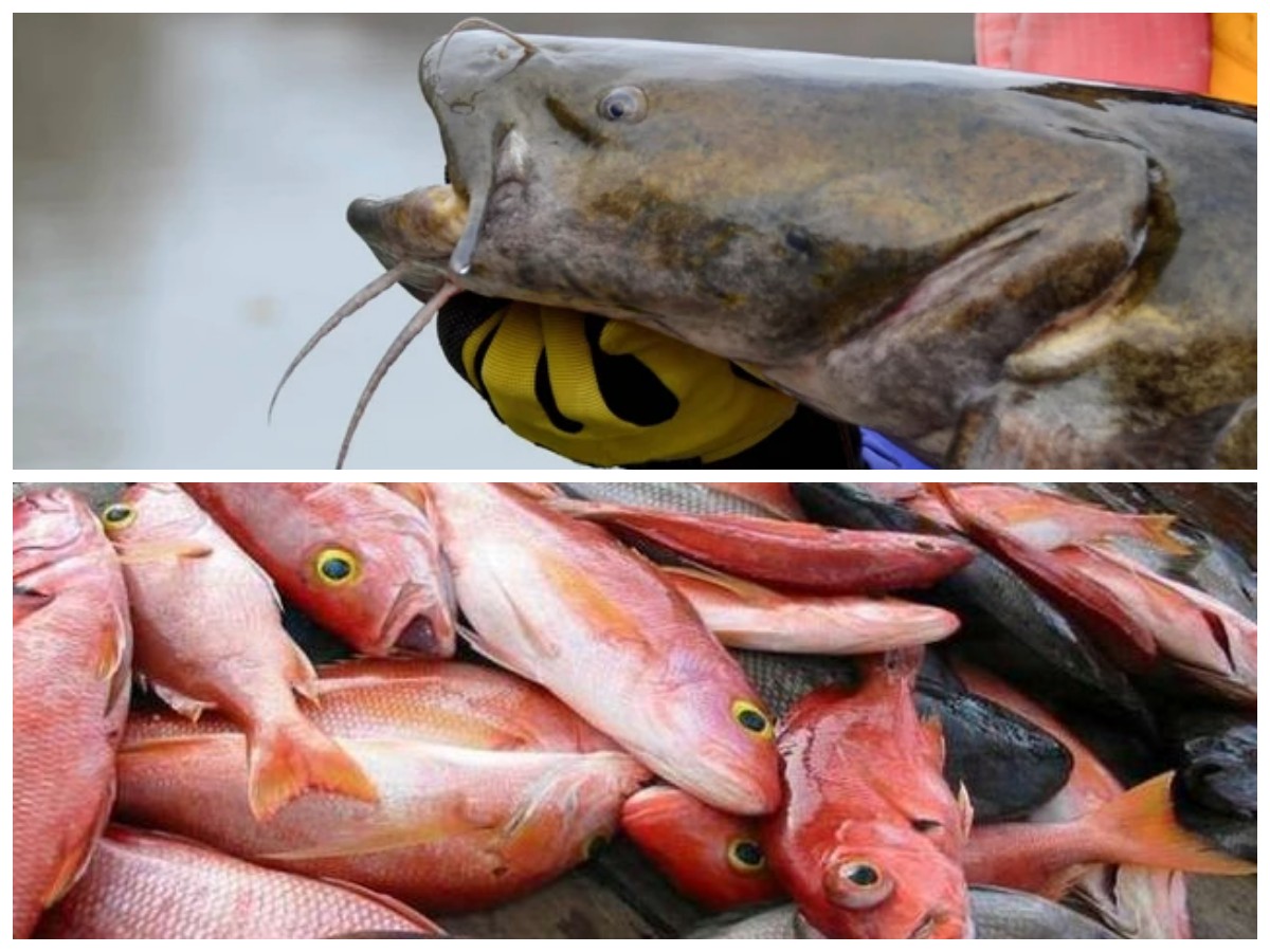 Aman dan Lezat! 6 Jenis Ikan Tawar yang Tidak Picu Asam Urat Tinggi
