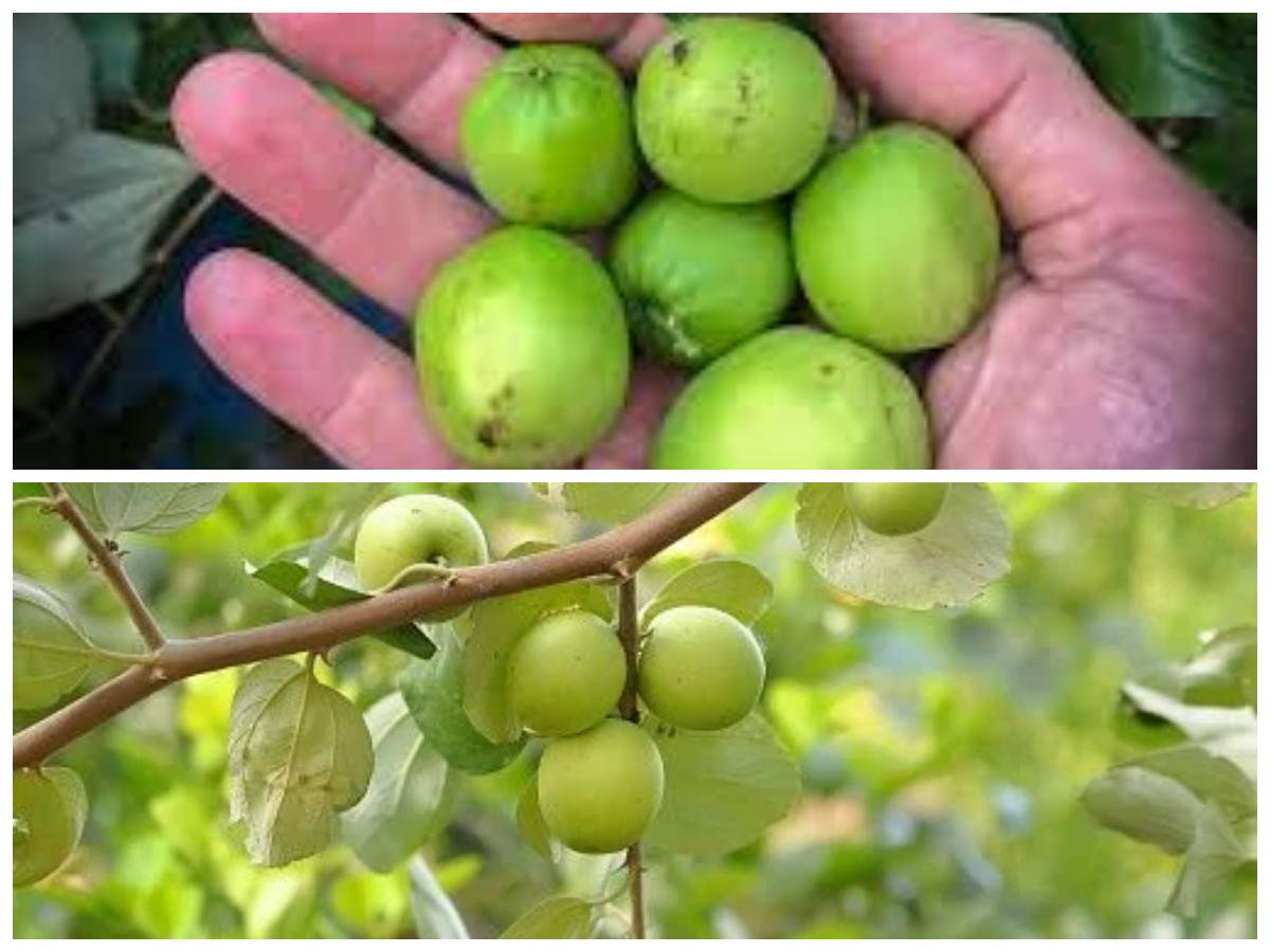 Manfaat Buah Bidara: 4 Kebaikan Alami yang Baik untuk Kesehata