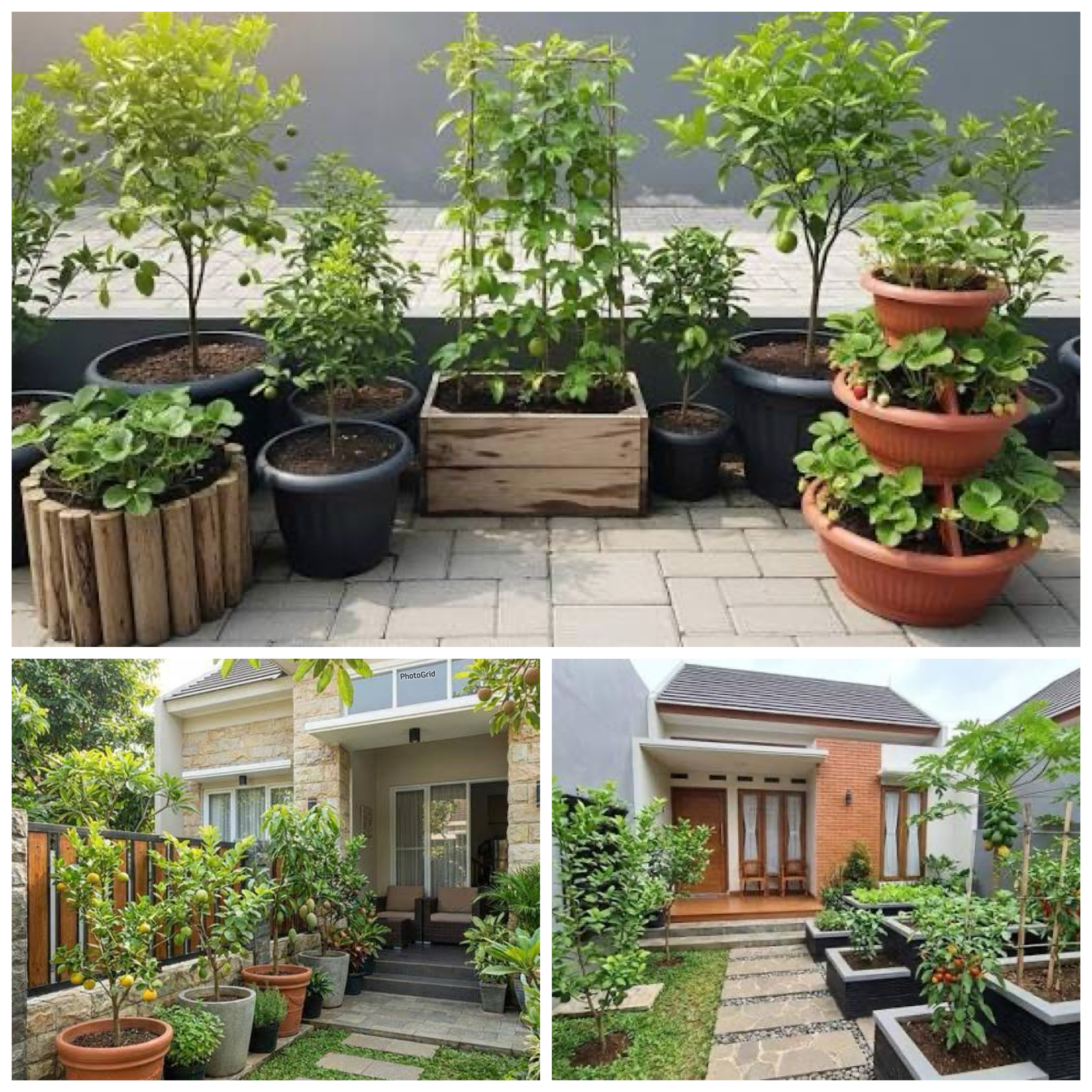 8 Ide Kebun Buah Mini di Teras Rumah Tanpa Bongkar Paving, Simpel tapi Hasilnya Melimpah!