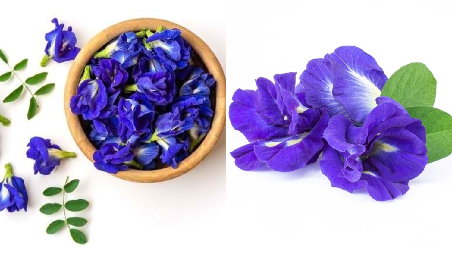 Bukan Hanya Sekedar Cantik Teryata Bunga Ini Manfaatnya Bisa Menurunkan Gula Darah Loh! 