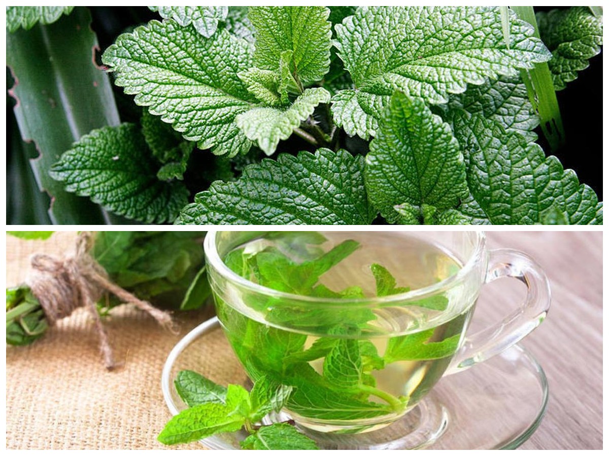 Daun Mint sebagai Obat Alami, Segarkan Mulut dan Jaga Kesehatan Pencernaan