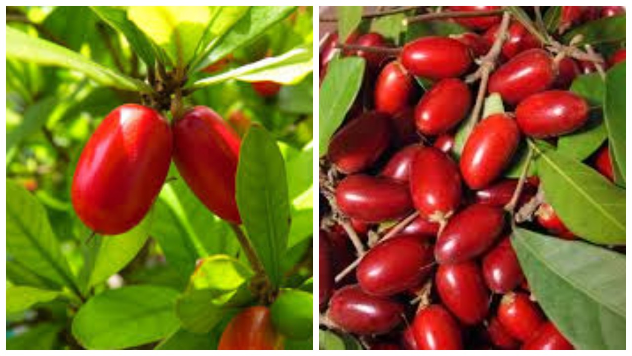 Miracle Fruit: Buah Ajaib dengan Beragam Manfaat !