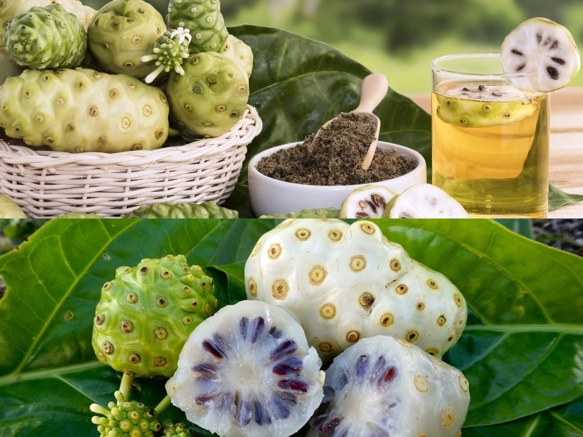 Inilah 7 Manfaat Buah Mengkudu untuk Kesehatan Secara Alami!