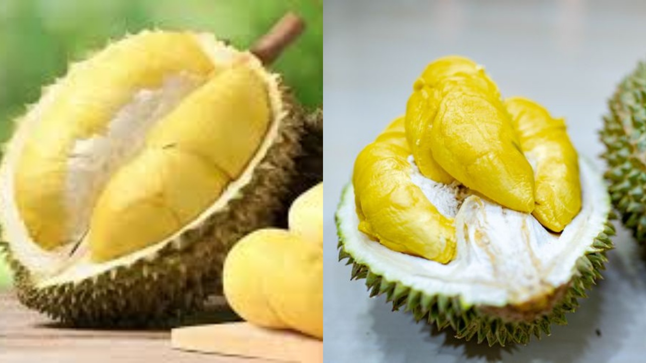 Yuk Intip! Inilah 7 Manfaat Durian Untuk Kesehatan Yang Sayang Dilewatkan