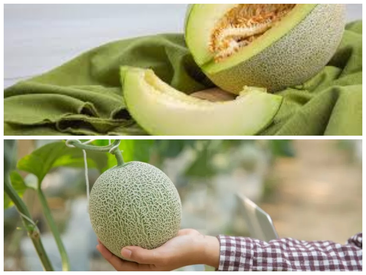 7 Khasiat Buah Melon yang Jarang Diketahui untuk Kesehatan Tubuh