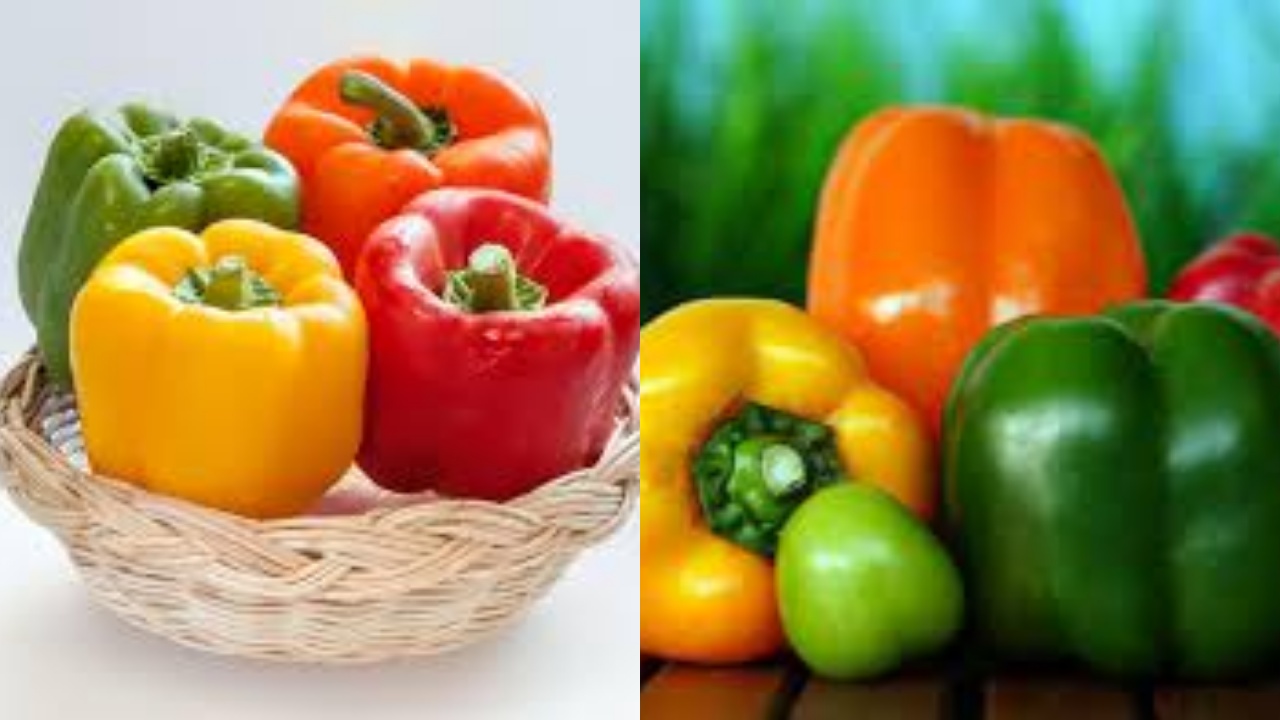 Simak! Inilah Manfaat Paprika Untuk Kesehatan Tubuh Kamu Perlu Tahu 