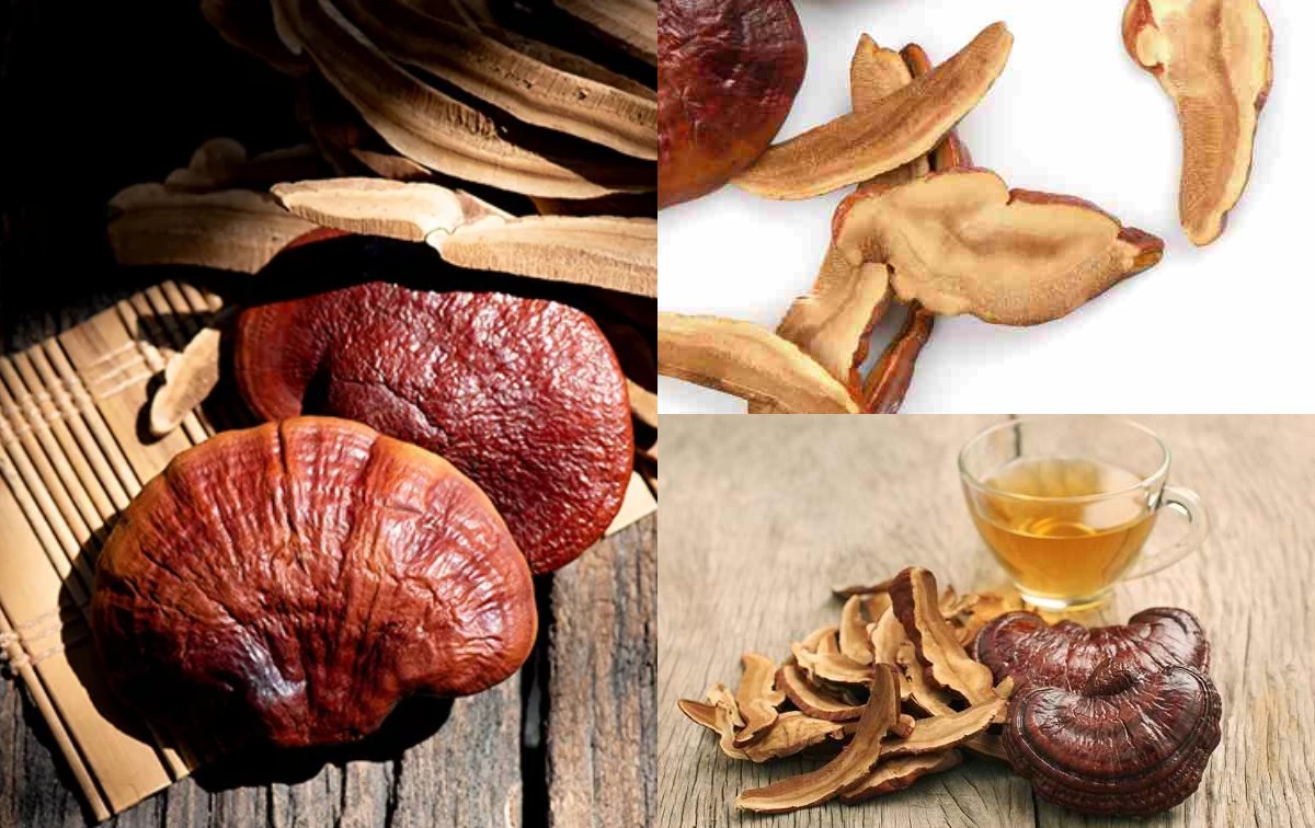 Tak Hanya Sebagai Bahan Masakan, Jamur Ganoderma Memiliki 5 Manfaat untuk Kesehatan!