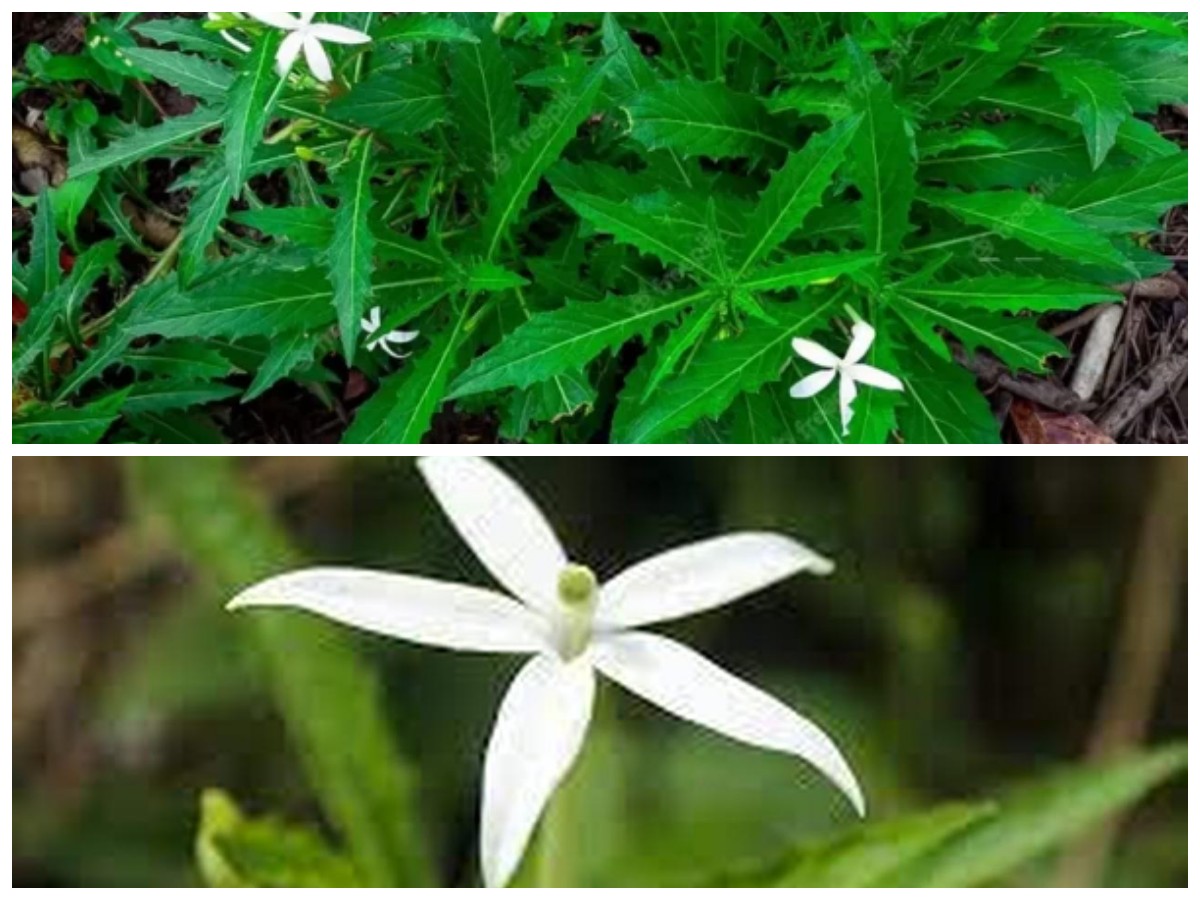 Bukan Tanaman Biasa, Ini Deretan Kebaikan Kitolod bagi Kesehatan yang Wajib Kamu Tahu