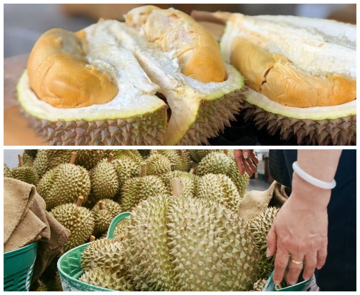Raja Buah Durian: Inilah 6 Daerah Utama Penghasil Durian Terbanyak di Indonesia!