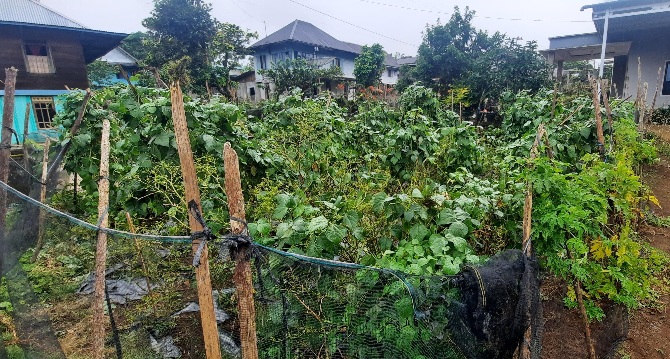 Jadikan Sumber Pangan Keluarga, Pekarangan Dimanfaatkan Budidaya Sayuran 