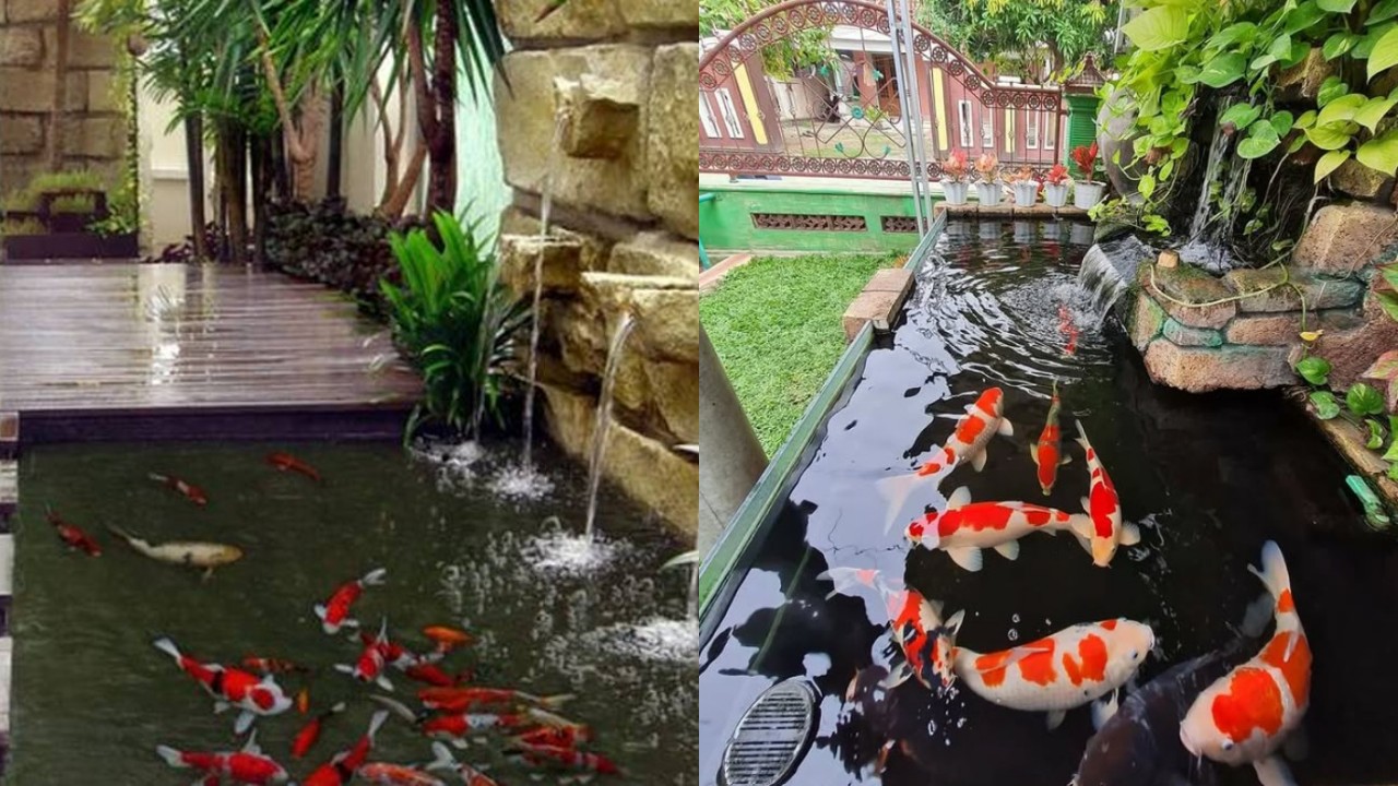 Desain Kolam Ikan Koi Minimalis, Menyempil yang Bikin Rumah Lebih Hidup!