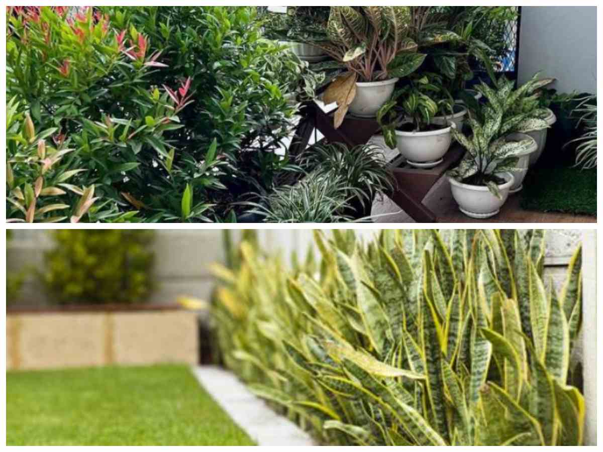 Ayam Enggan Mendekat! 5 Jenis Tanaman Ini Ampuh Jaga Kebersihan Halaman Rumah