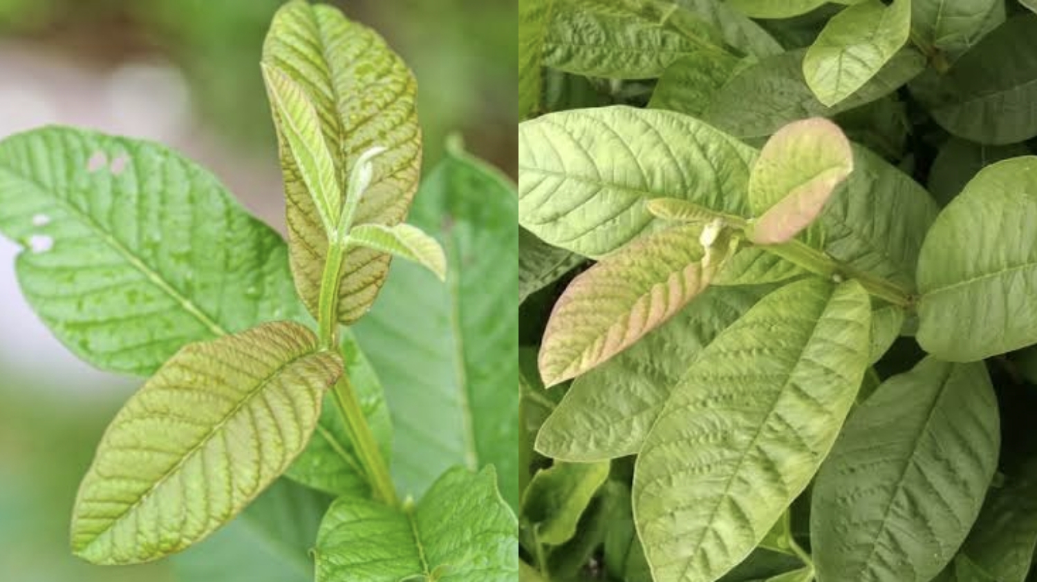 Daun Jambu Biji, Herbal Sederhana dengan Segudang Manfaat Luar Biasa