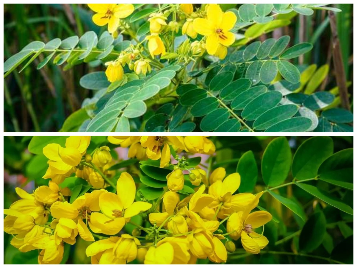 5 Manfaat Daun Senna yang Menakjubkan untuk Kesehatan Anda