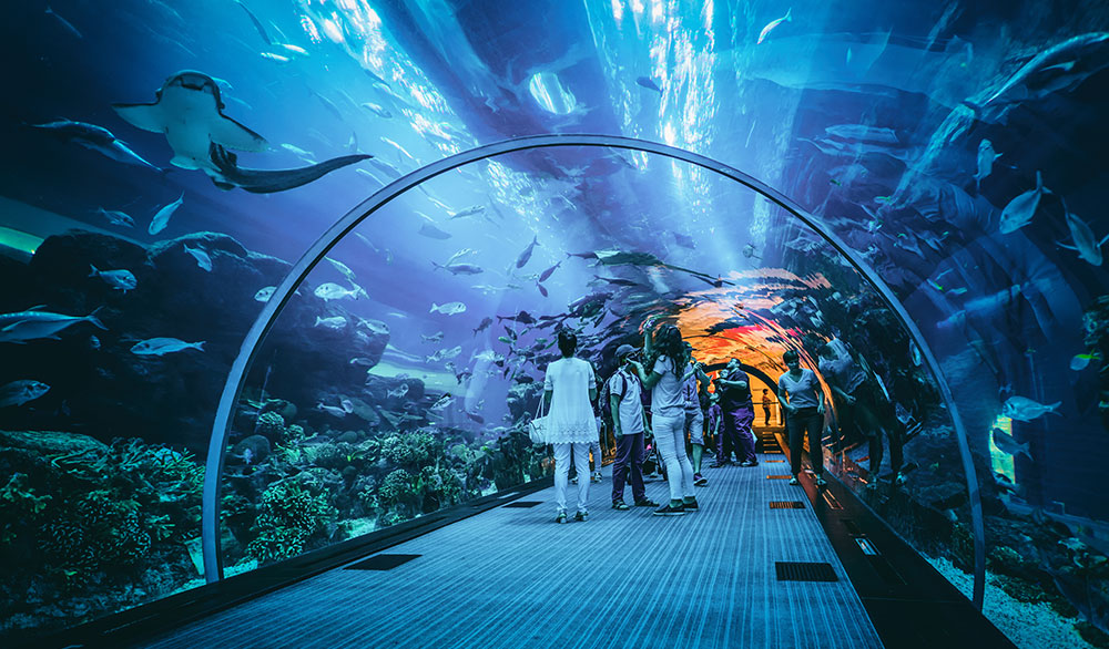 Kamu Udah Tau Belum? Inilah 5 Tempat Wisata Aquarium Terbesar di Indonesia