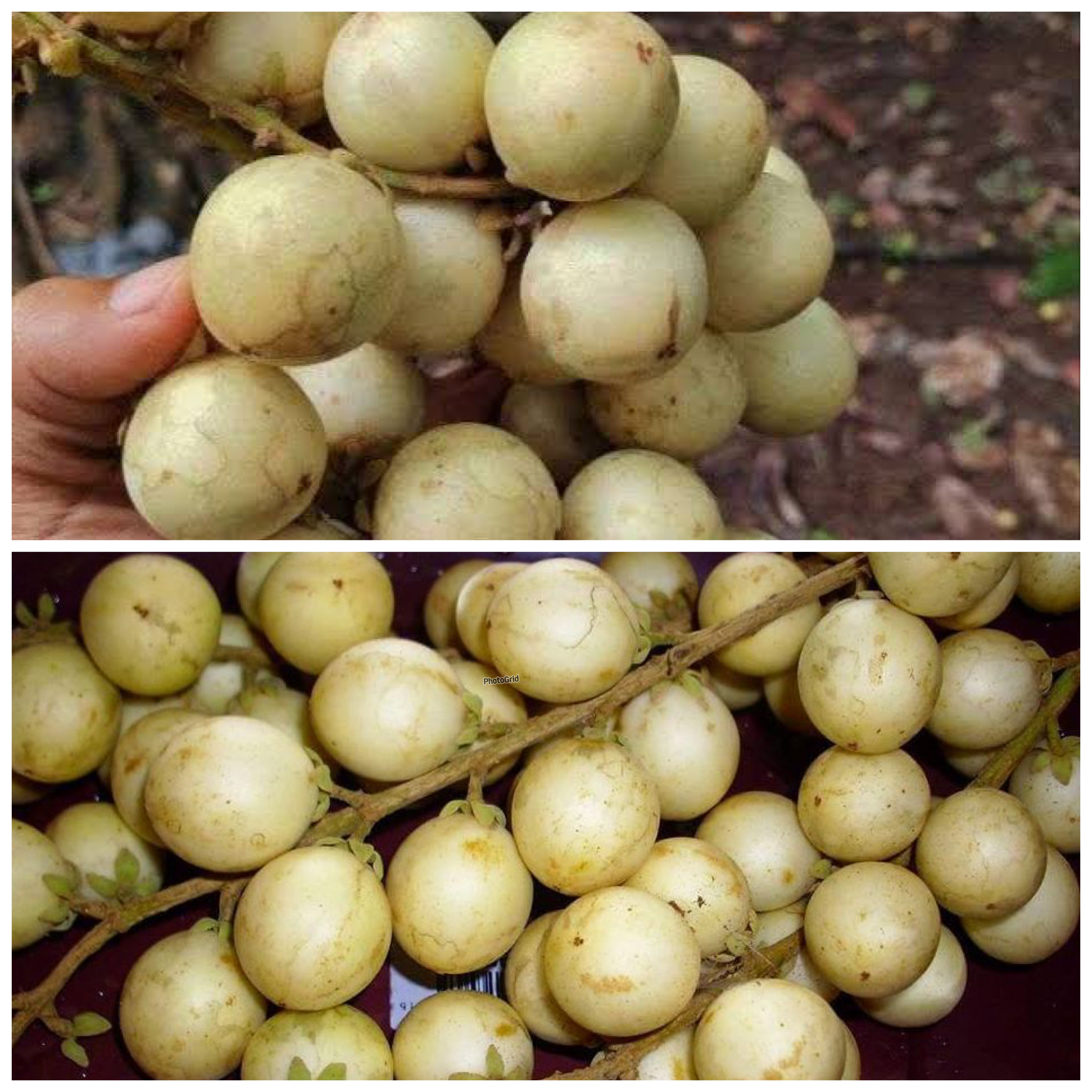 Khasiat Tersembunyi Buah Rambai untuk Menjaga Kesehatan Tubuh Secara Alami!