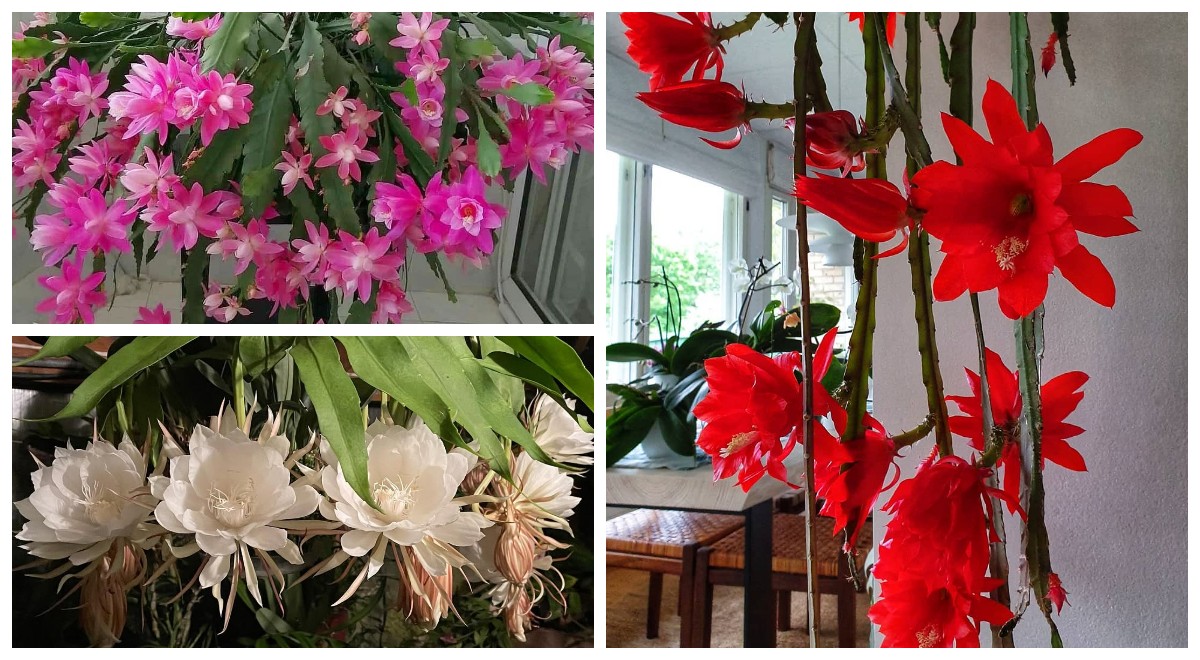 5 Jenis Bunga Wijayakusuma dan Cara Merawatnya, Tanaman Legendaris yang Cantik dan Sarat Makna