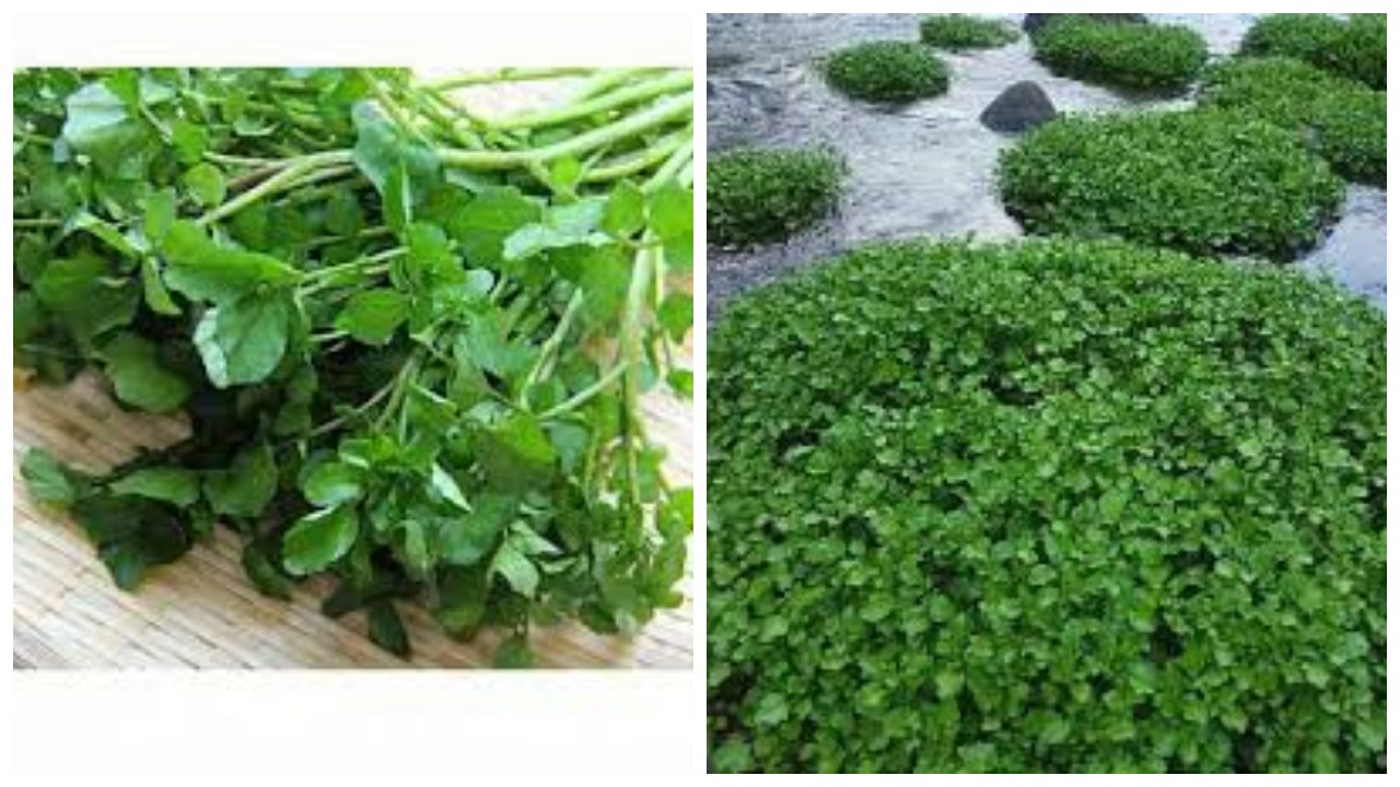 6 Manfaat Selada Air untuk Kesehatan