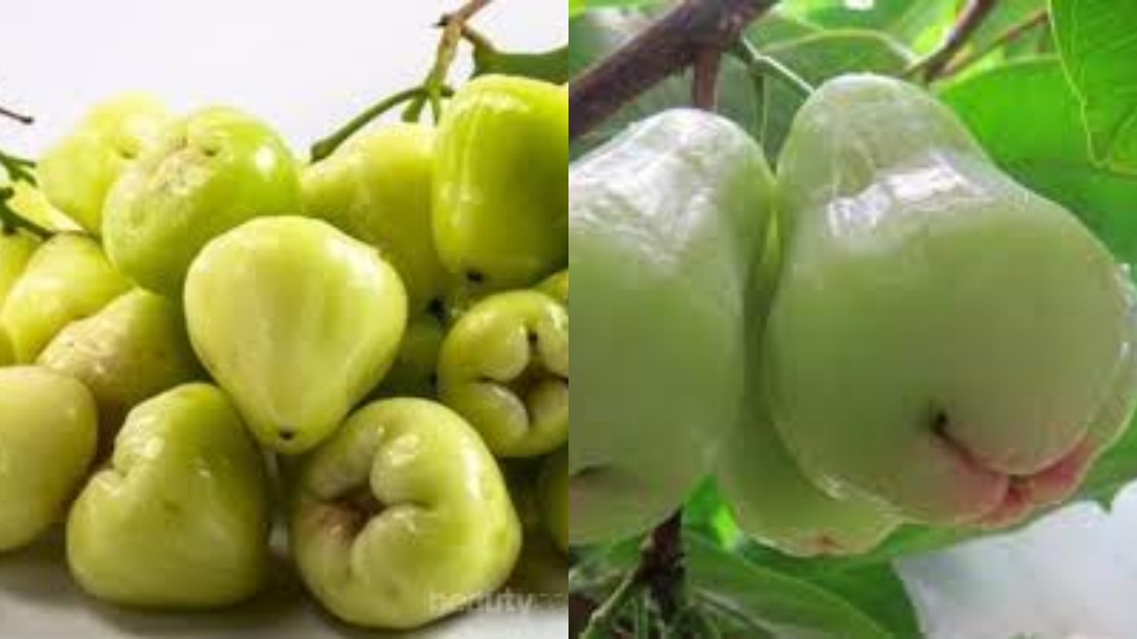 Bukan Hanya Sekedar Buah Biasa! Teryata Inilah 8 Manfaat Jambu Air Untuk Kesehatan Tubuh