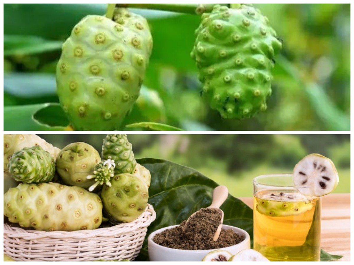 Manfaat Tersembunyi Buah Pace untuk Tubuh, Meski Rasanya Pahit