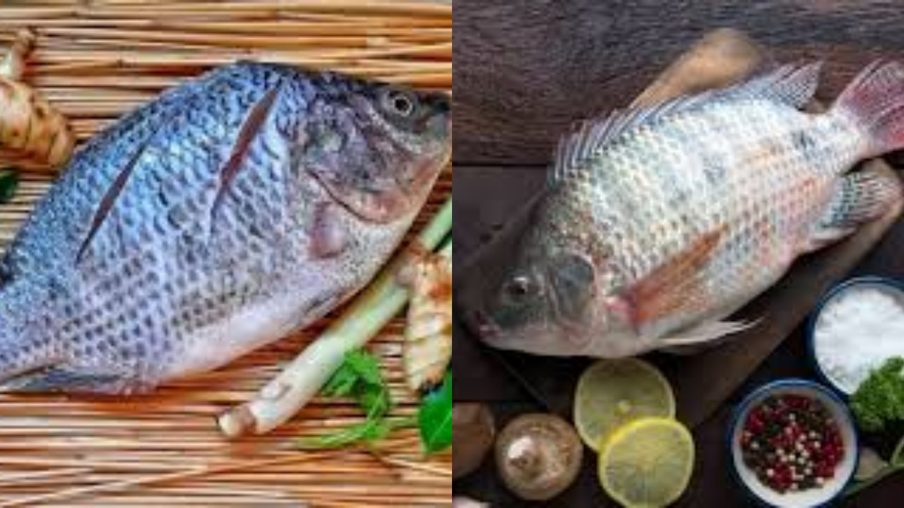 Beragam Manfaat Ikan Mujahir Untuk Kesehatan Tubuh Yang Harus Kalian Ketahui!