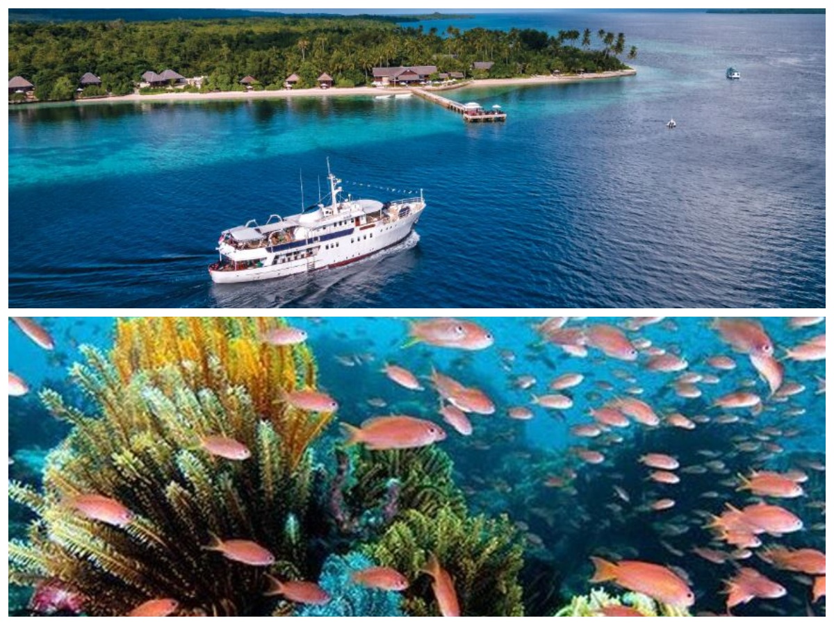 4 Spot Snorkeling Ramah Pemula di Wakatobi, Menikmati Keajaiban Laut Tanpa Batas