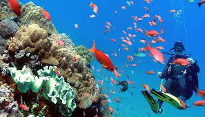 Pesona Tersembunyi Bali, Lima Destinasi Diving Terbaik untuk Penyelam, Nyesel Kalo Gak Kesini!