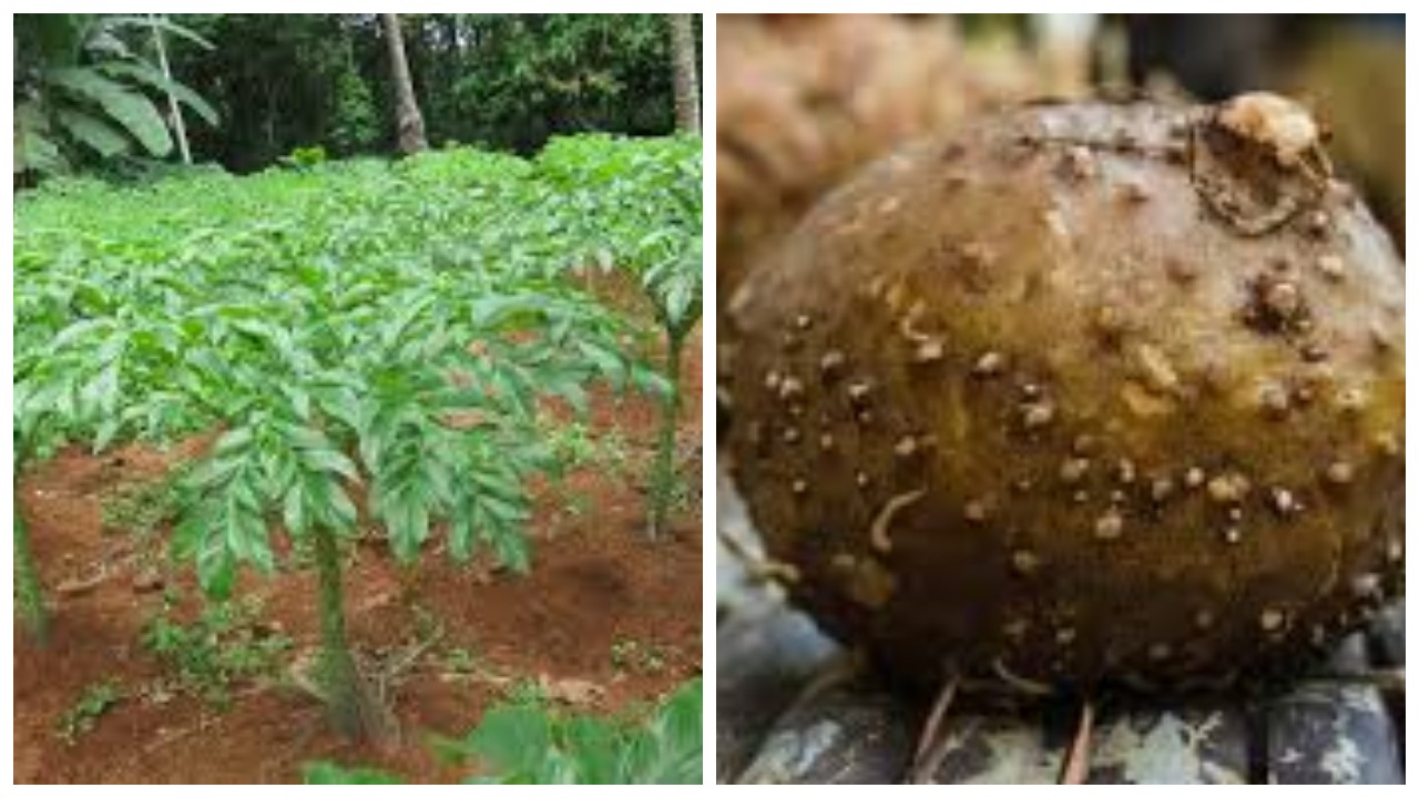 8 Keuntungan Tanaman Porang, Umbi Alternatif Nasi Kaya Serat !