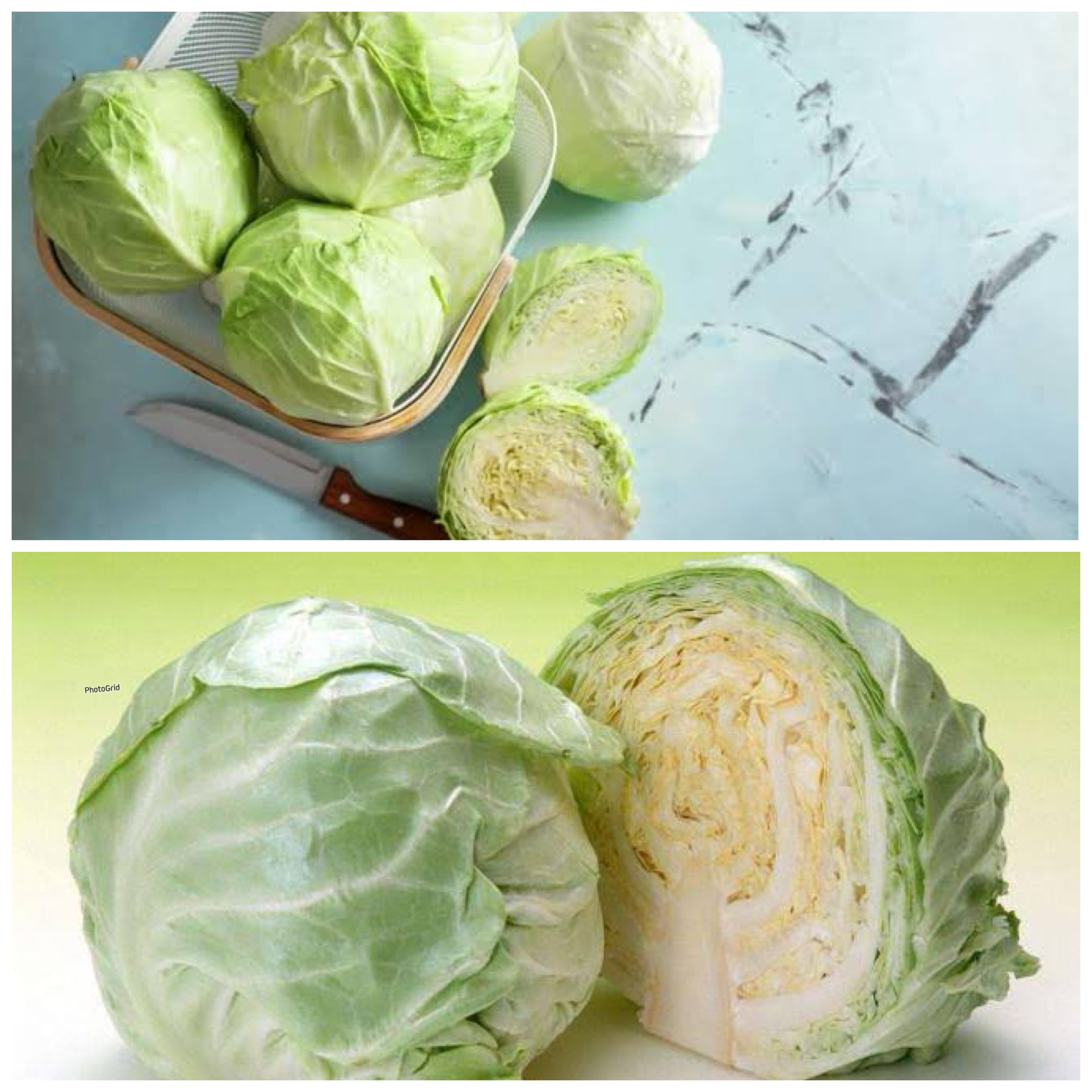 Manfaat Sayur Kol: Sayuran Sederhana dengan Segudang Khasiat!