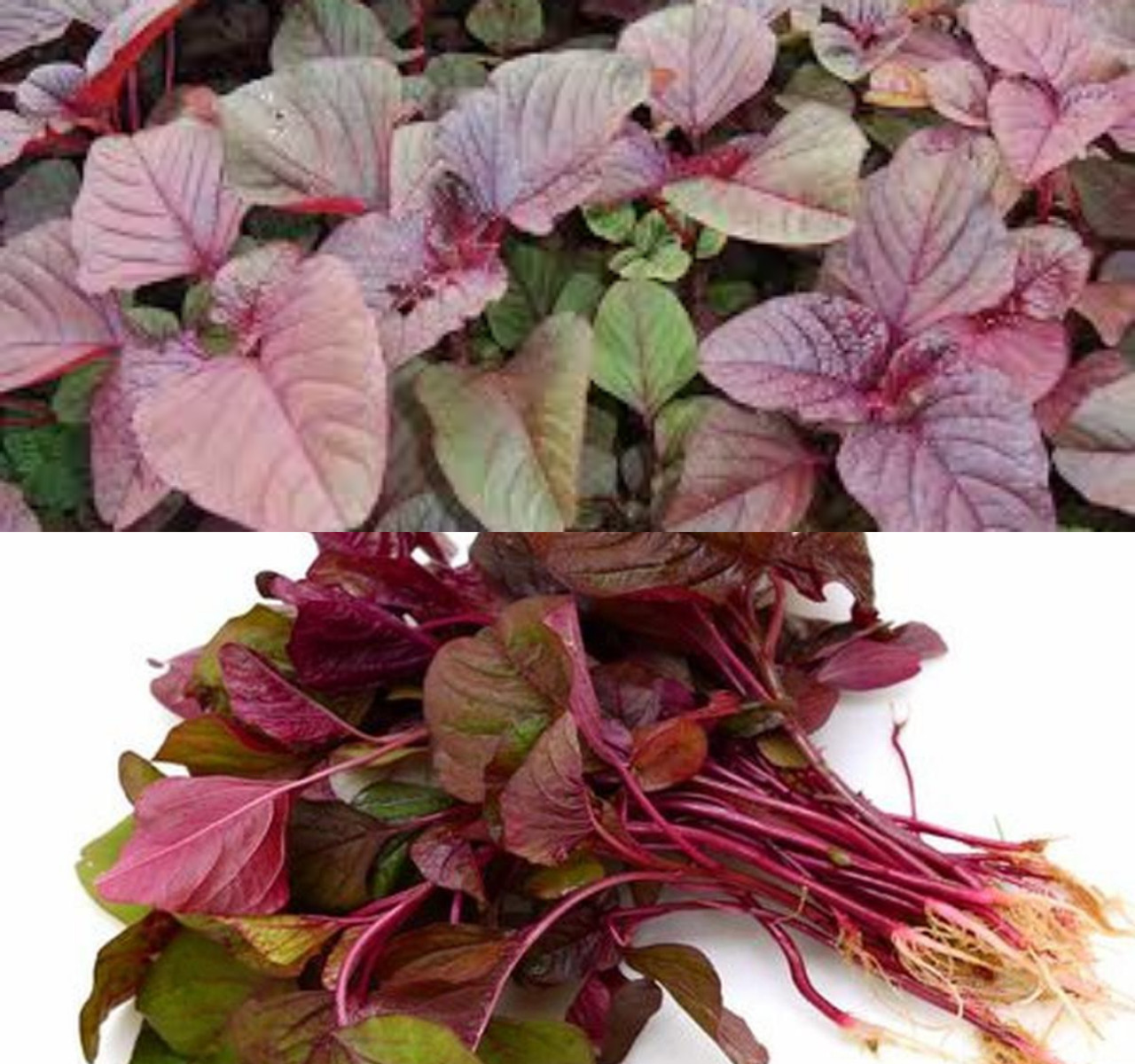 Manfaat Bayam Merah yang Tidak Banyak Diketahui!