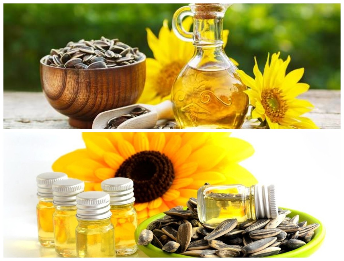Rahasia Sehat Alami: Manfaat Minyak Biji Bunga Matahari untuk Tubuh, Kulit, dan Rambut!