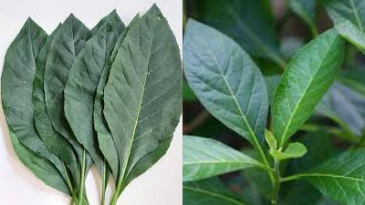 Yuk Kenali 8 Manfaat Daun Afrika Untuk Kesehatan Tubuh Yang Luara Biasa!