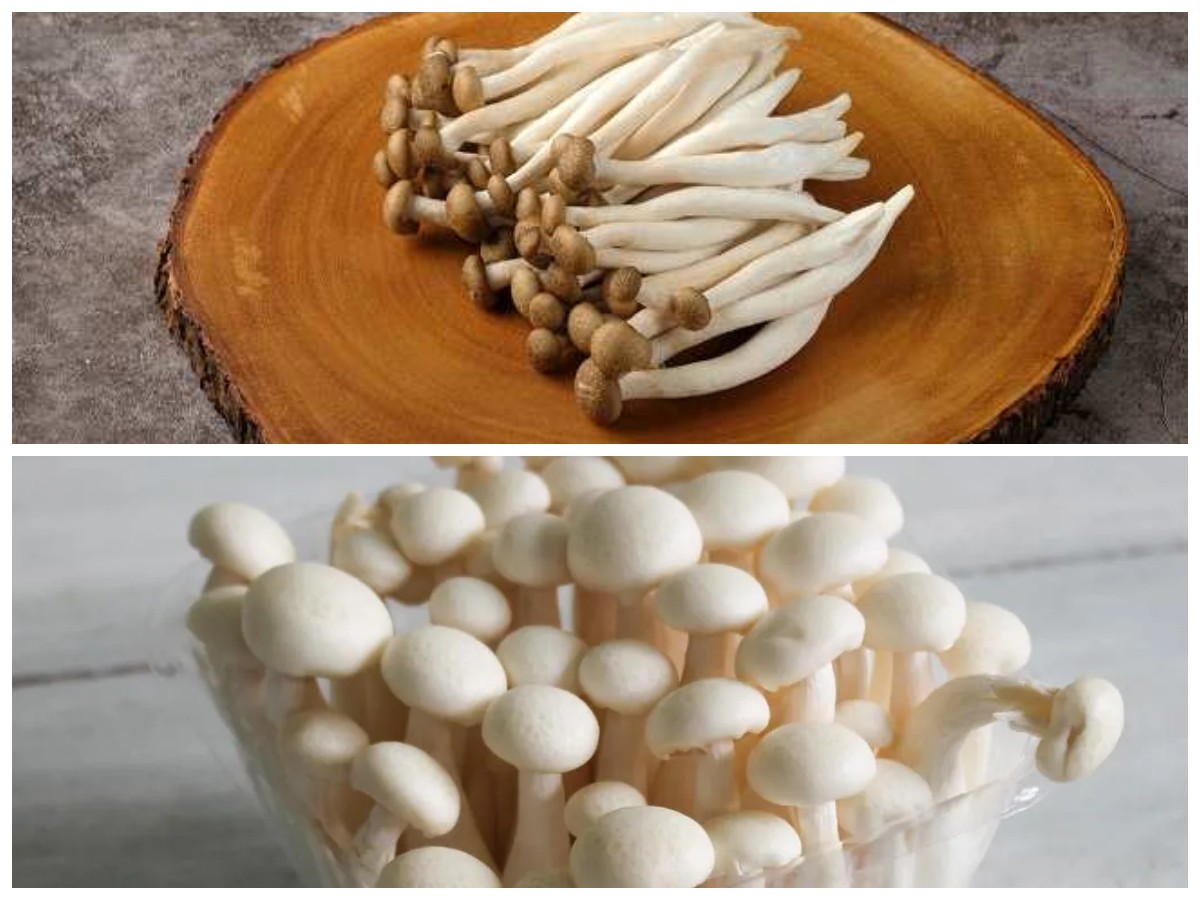 8 Manfaat Jamur Shimeji bagi Kesehatan, Cocok untuk Menu Sehari-hari!